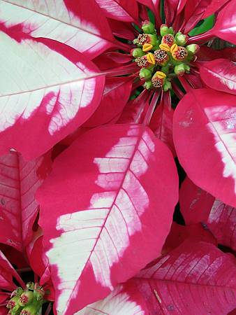 IMG20171221093211.jpg IMG20171221093211.jpg