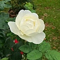 410541.jpg