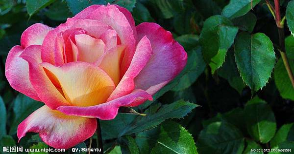 Rose (95).jpg