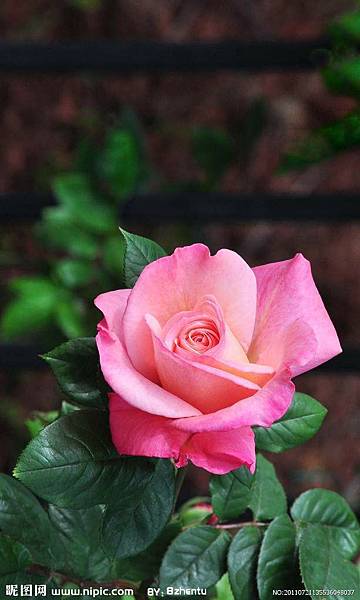 Rose (94).jpg
