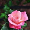 Rose (94).jpg