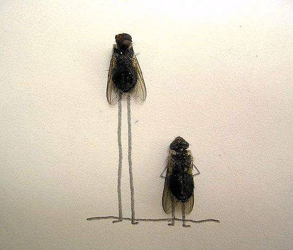 Dead Flies Art by Flychelangelo (9)