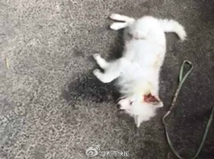 被虐死的博美