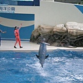 海豚3.JPG