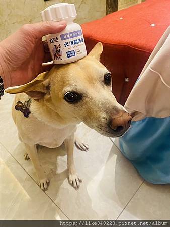【寵物】狗狗關節保健食品推薦｜奧沛OurPet犬用關沛錠｜讓