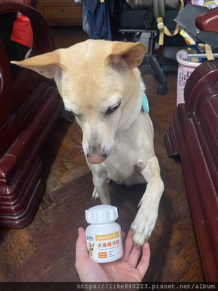 【寵物】挑嘴狗狗也能乖乖吃的益生菌｜奧沛OurPet犬用腸沛