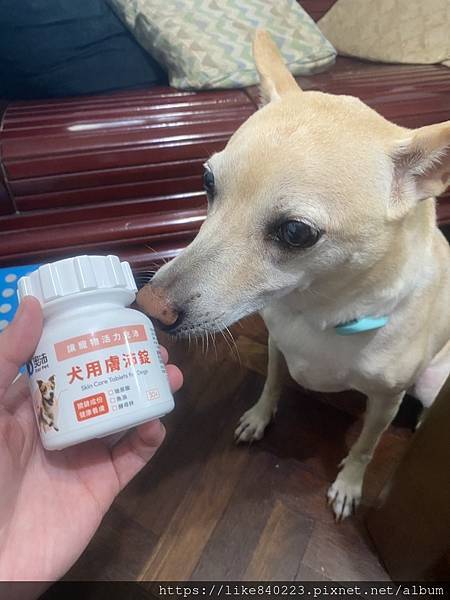 【寵物】狗狗皮膚保健食品推薦｜奧沛OurPet犬用腸沛錠｜小