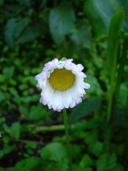 小菊花