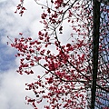 IMG_7233_副本.jpg
