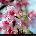 蜜蜂自己來報到