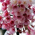 櫻花本人比較美