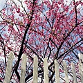 IMG_7277_副本.jpg