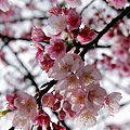 IMG_7282_副本.jpg