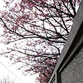 IMG_7309_副本.jpg