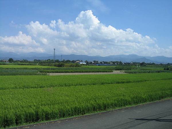 九州到處都很多稻田