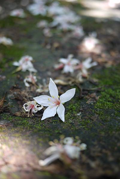 桐花 桐花