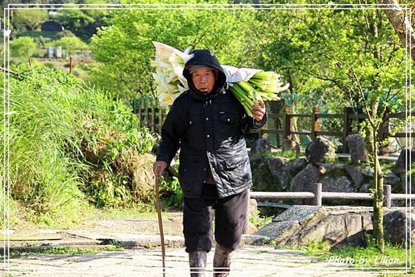 莉莉安的草山採花趣