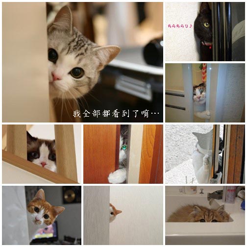 貓偷窺2.jpg