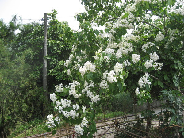 后里油桐花