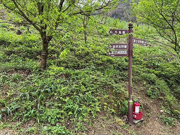 三峽大熊櫻花林～門票$250，櫻花超多的！！！