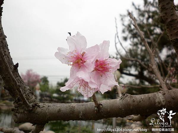 P1000815 P1000815