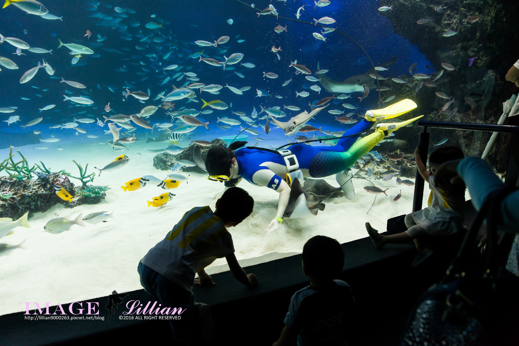 Aquarium-79.jpg