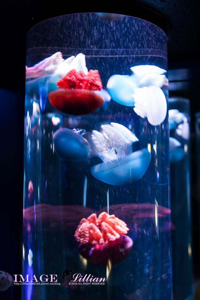 Aquarium-93.jpg