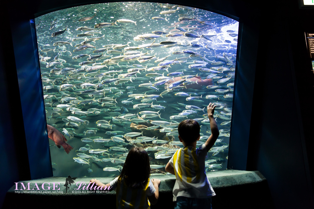 Aquarium-89.jpg