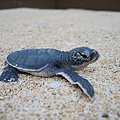 澎湖小小綠蠵龜
