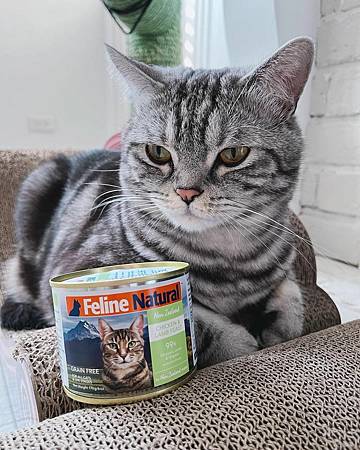 貓咪主食罐\餐包試吃專欄Ep.3：K9雞肉羊肉鮮燉貓咪主食罐