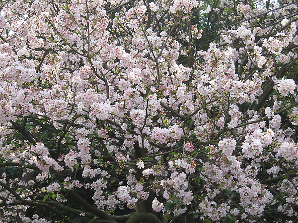 IMG_1260.JPG
