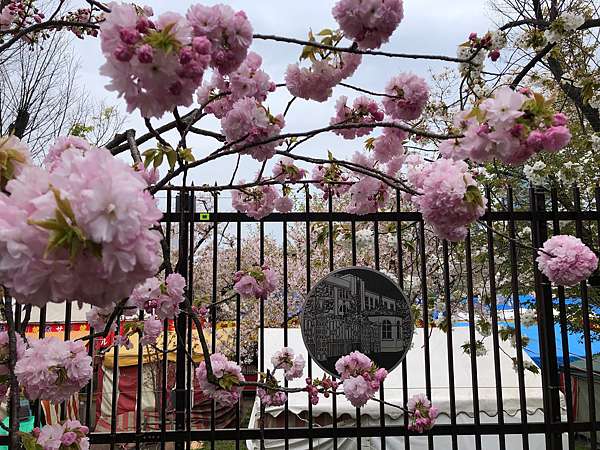 日本大阪賞櫻景點 大阪造幣局 19年4月 莉蘿莉蘿轉身看 痞客邦 日本大阪賞櫻景點 大阪造幣局 19年4月 莉蘿莉蘿轉身看 痞客邦