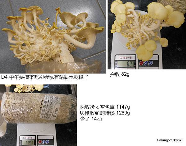 珊瑚菇 02