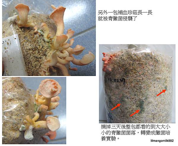 補血珍菇 04