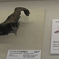 05 海豚頭骨.JPG
