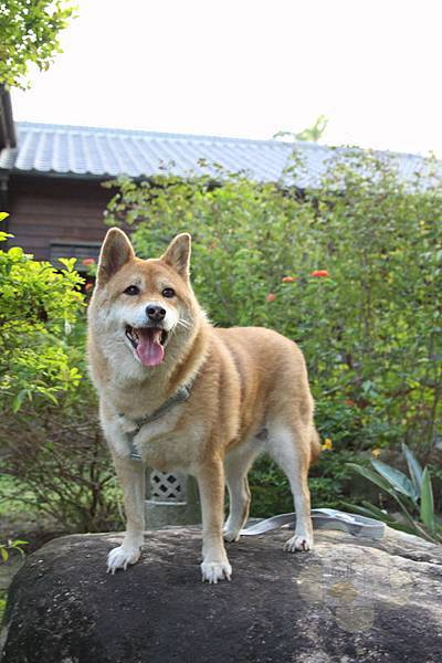 麻豆總爺糖廠日式建築