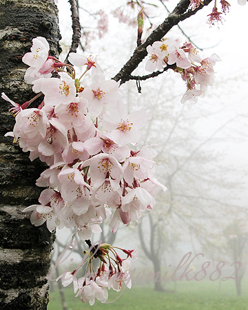 阿里山櫻花