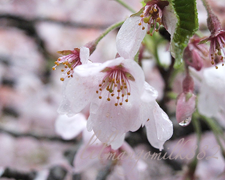 阿里山櫻花