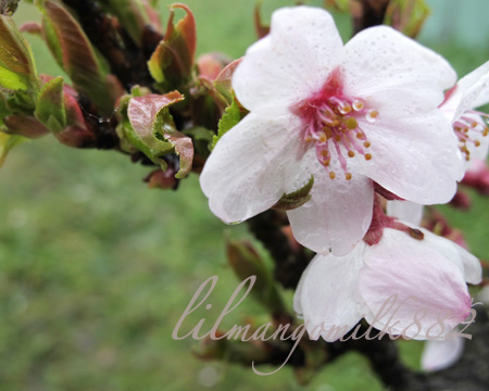 阿里山櫻花