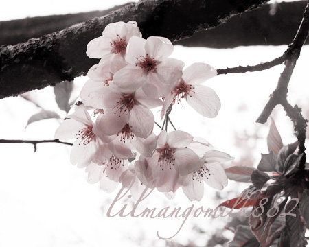 阿里山櫻花
