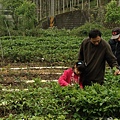 台茶18號-紅玉