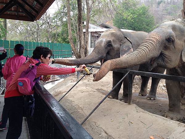 綠山國家動物園泰國團20150217~20150221