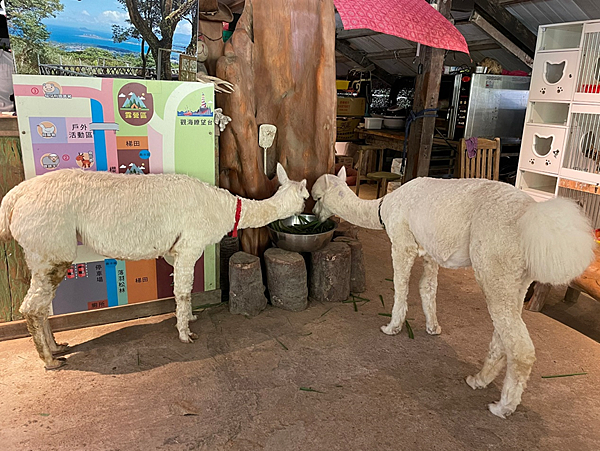 【新北金山景點】鹿羽松牧場x近距離餵食x梅花鹿x水豚x草尼馬