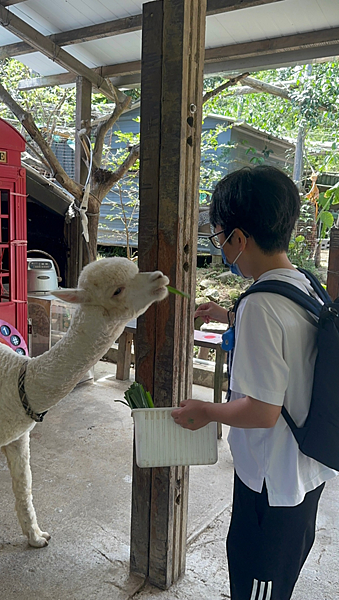 【新北金山景點】鹿羽松牧場x近距離餵食x梅花鹿x水豚x草尼馬