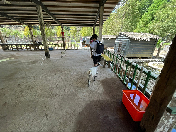 【新北金山景點】鹿羽松牧場x近距離餵食x梅花鹿x水豚x草尼馬