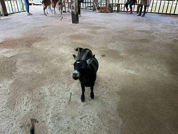 【新北金山景點】鹿羽松牧場x近距離餵食x梅花鹿x水豚x草尼馬