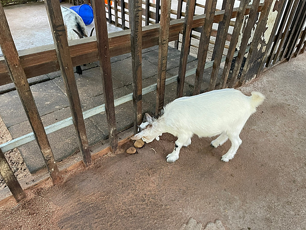 【新北金山景點】鹿羽松牧場x近距離餵食x梅花鹿x水豚x草尼馬