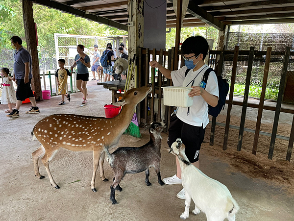 【新北金山景點】鹿羽松牧場x近距離餵食x梅花鹿x水豚x草尼馬