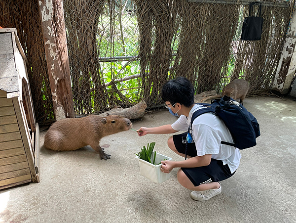 【新北金山景點】鹿羽松牧場x近距離餵食x梅花鹿x水豚x草尼馬