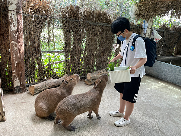 【新北金山景點】鹿羽松牧場x近距離餵食x梅花鹿x水豚x草尼馬